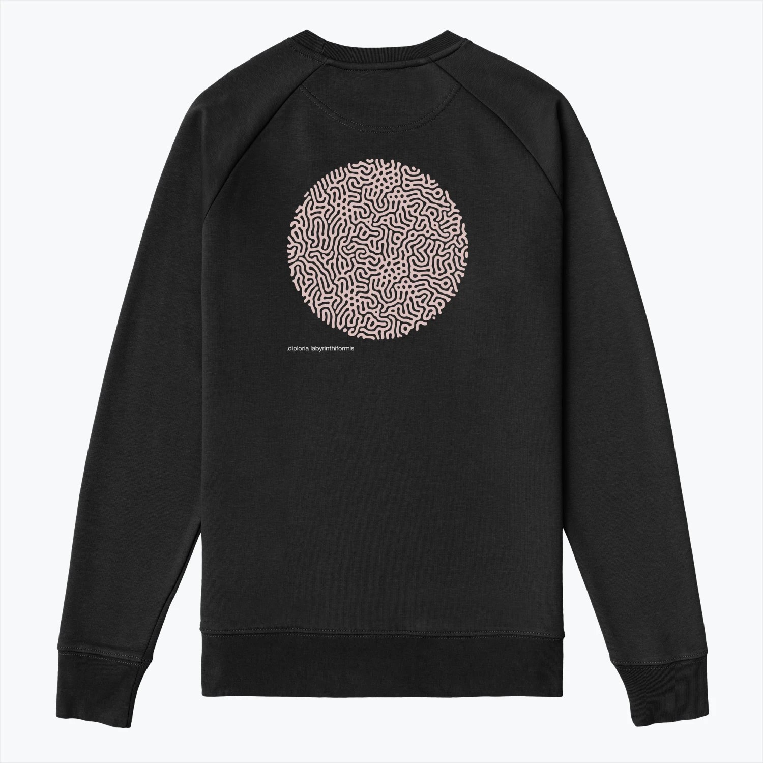 .DIPLORIA LABYRINTHIFORMIS X 10 .DIPLORIA LABYRINTHIFORMIS X - Image 8