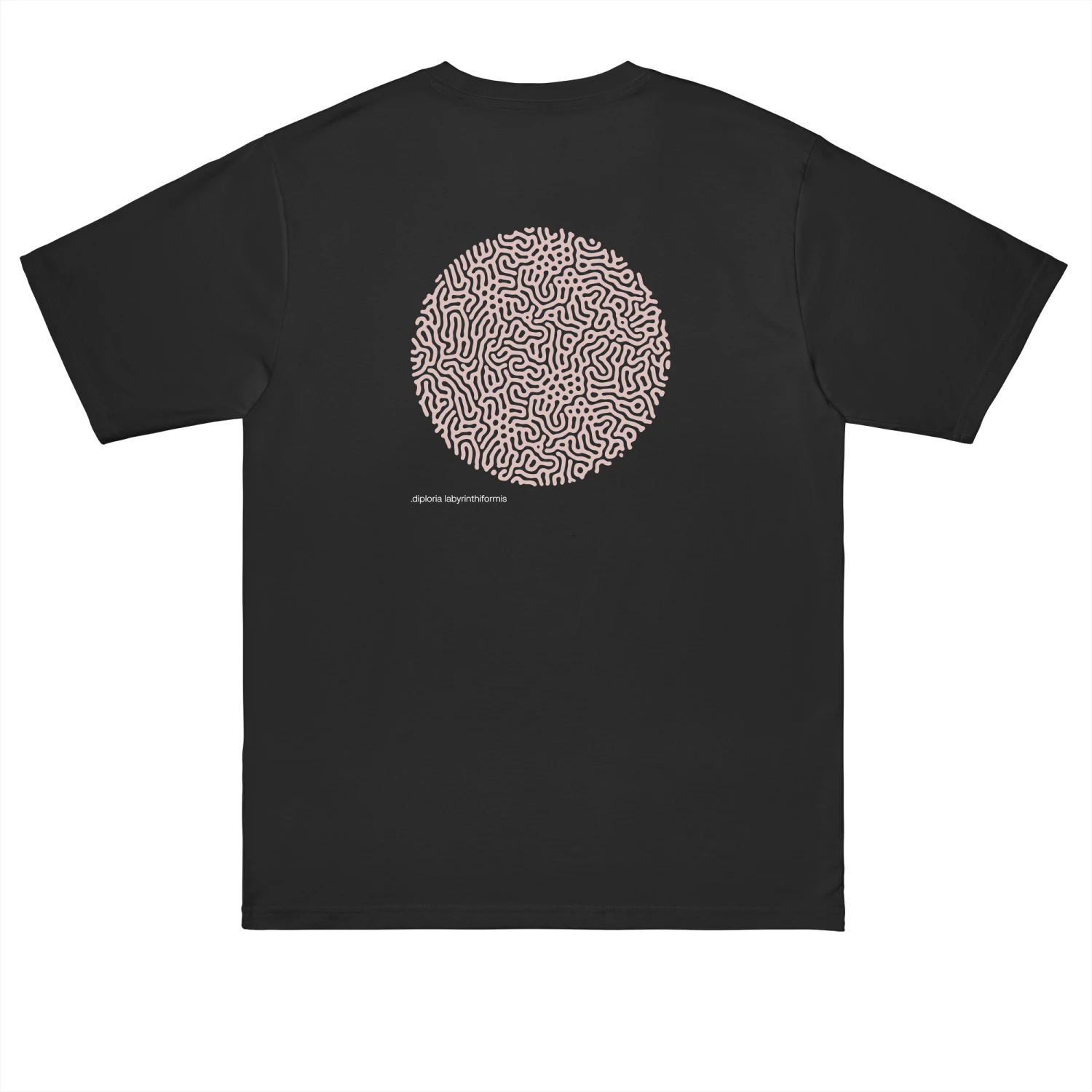 .DIPLORIA LABYRINTHIFORMIS X 13 .DIPLORIA LABYRINTHIFORMIS X - Image 11